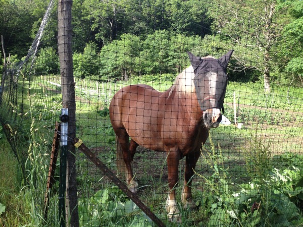 Belle, the Abode Farm Horse