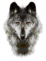 Standing Wolf Image (7k)