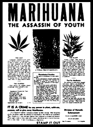Marihuana, the Assasin of Youth
