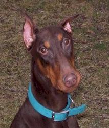 Dobie03a (6k image)