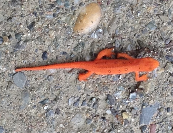 Orange Newt