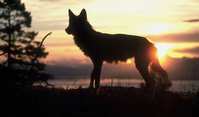 Wolf at Dusk (3.4k)